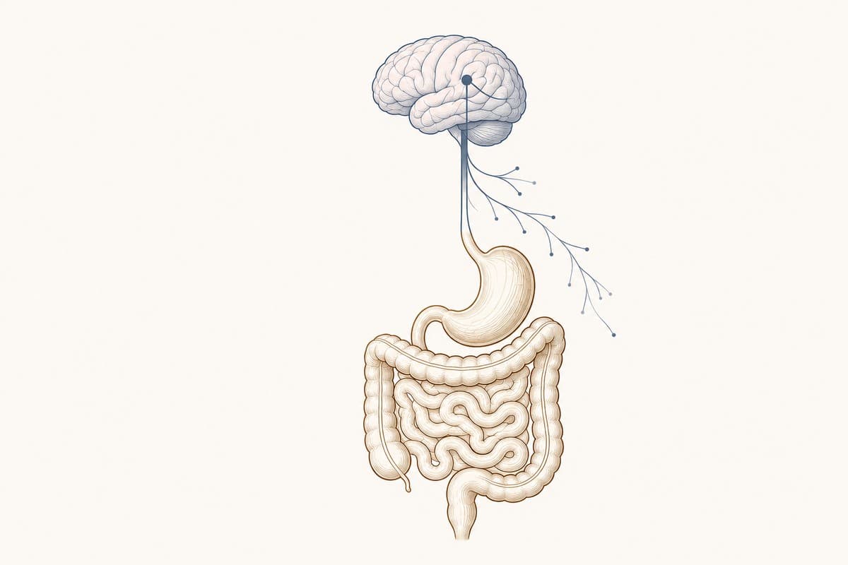 Brain connected to the stomach and intestines by the vagus nerve